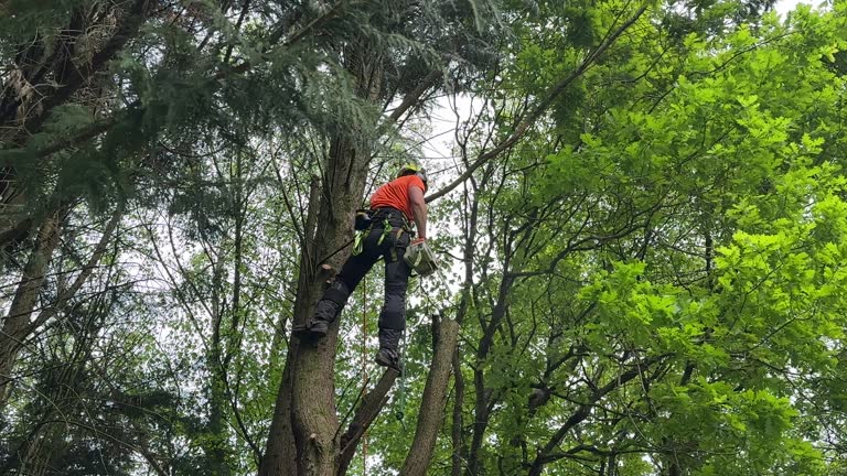 Best Root Management and Removal  in Burnsville, NC