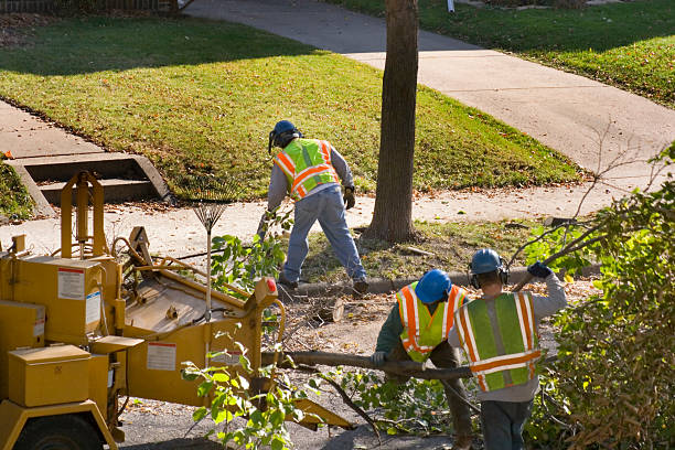 Best Leaf Removal  in Burnsville, NC