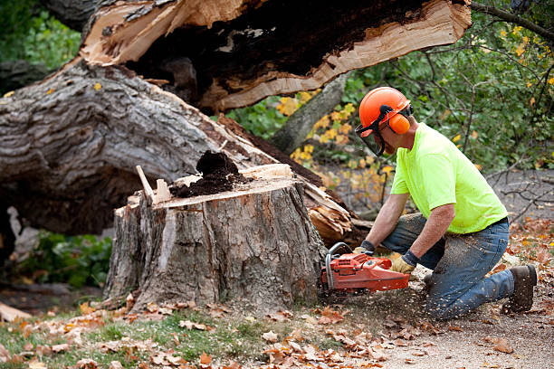 Best Storm Damage Tree Cleanup  in Burnsville, NC