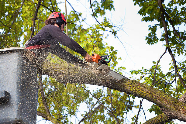 Best Tree Trimming and Pruning  in Burnsville, NC